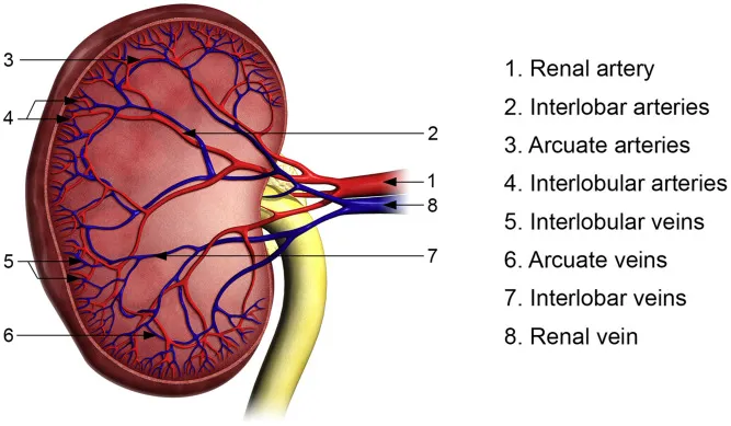 Principal arteries and veins of kidney